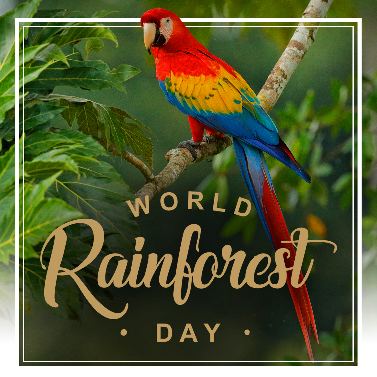 World Rainforest Day