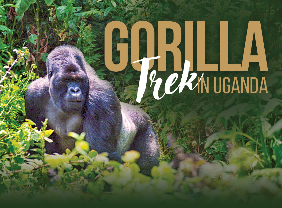 Gorilla Trek in Uganda
