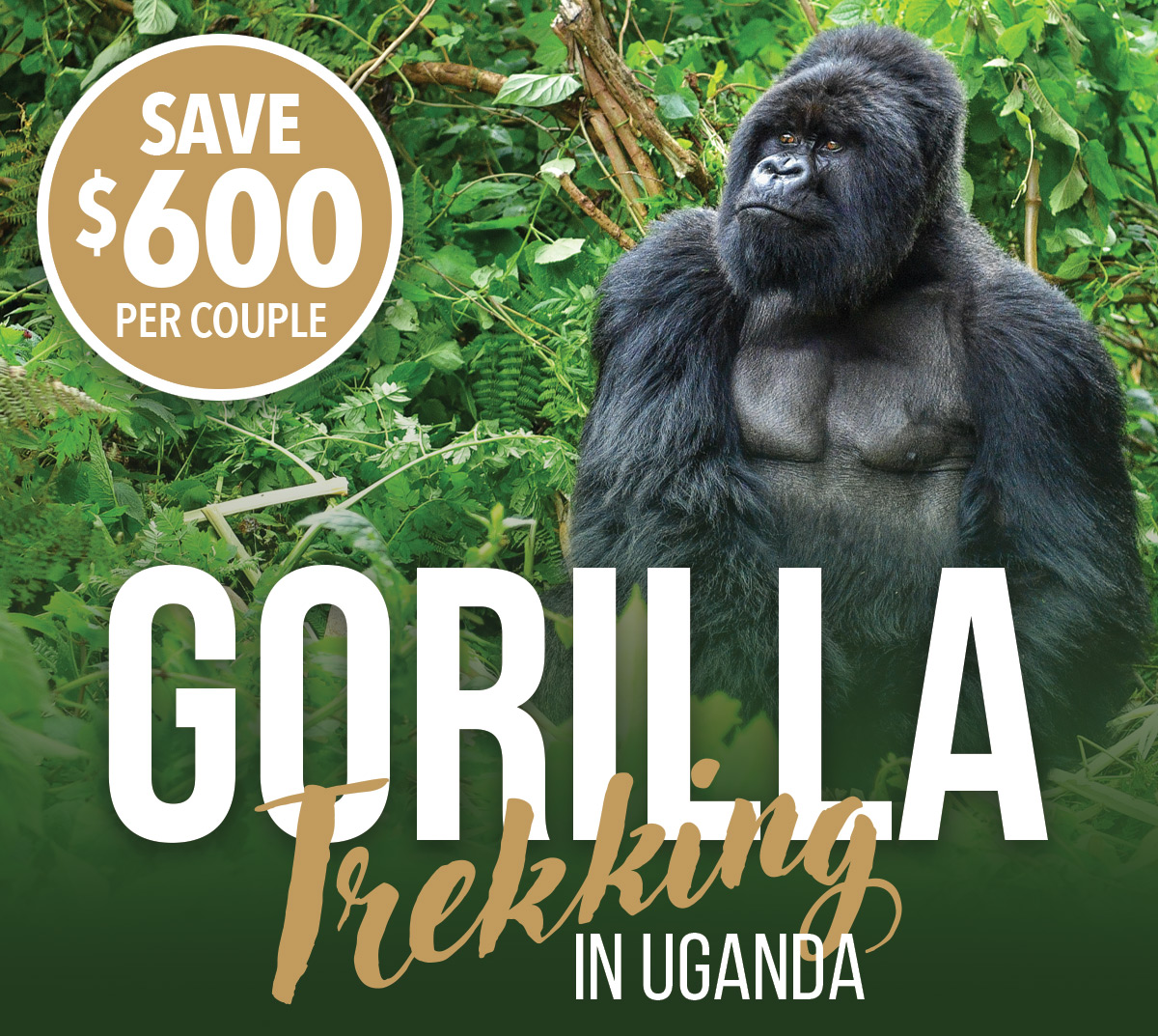 Gorilla Trek in Uganda