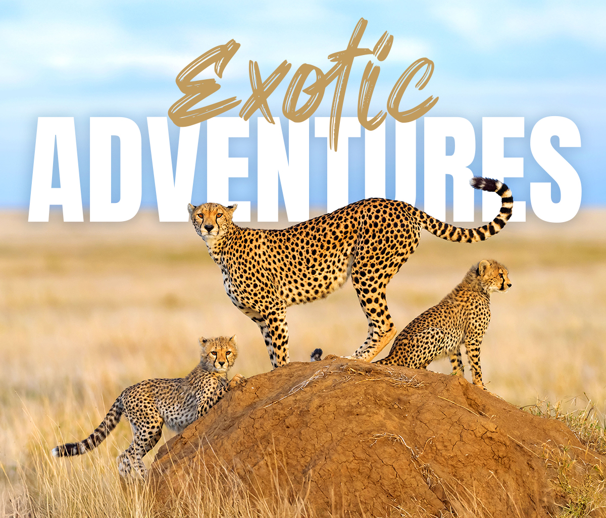 Exotic Adventures