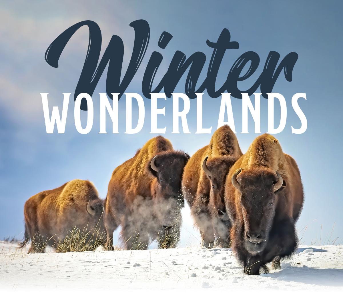 Winter Wonderlands