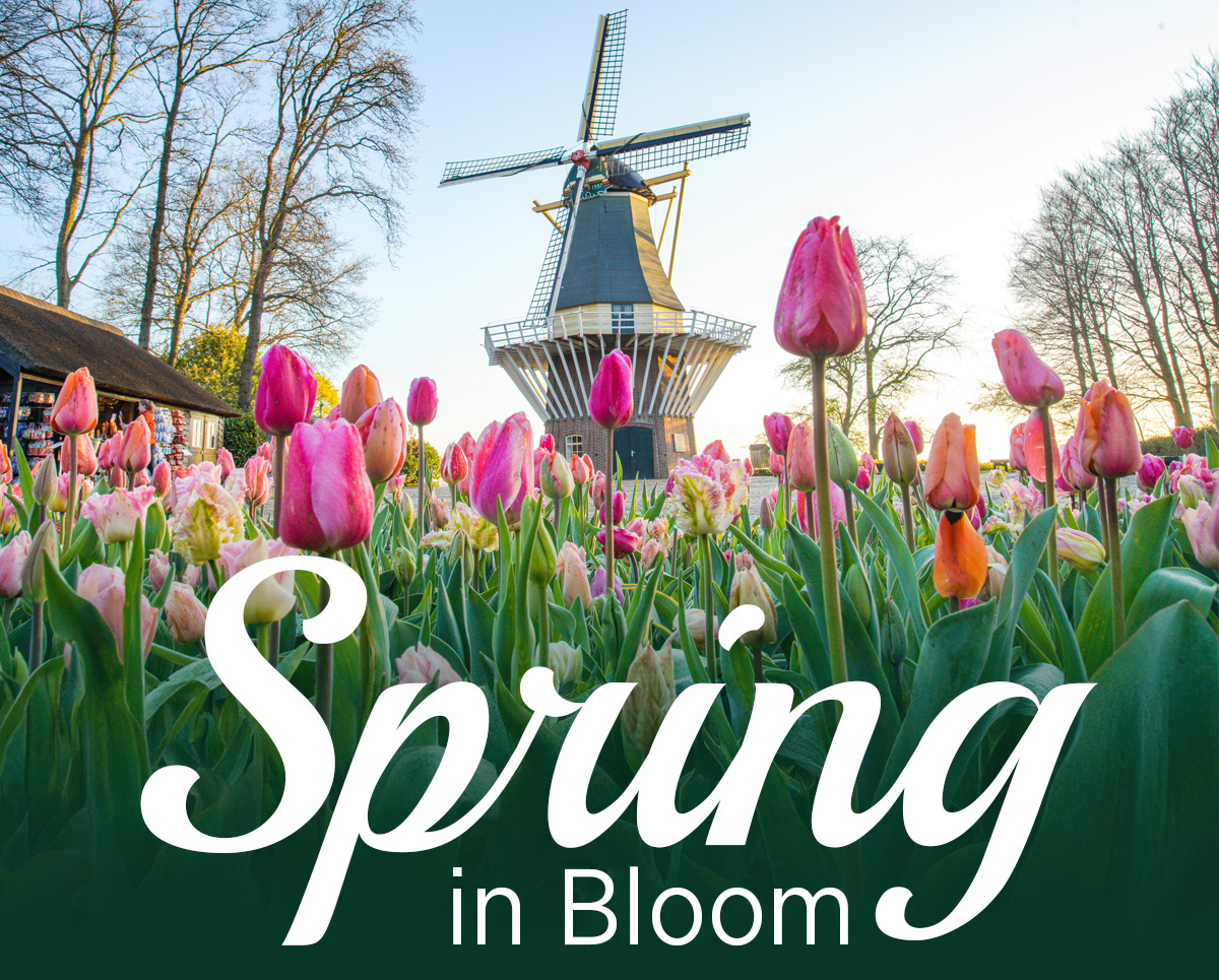 Spring in Bloom