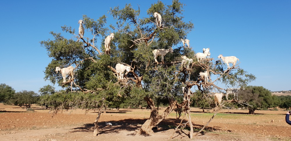 Morocco famous goats 