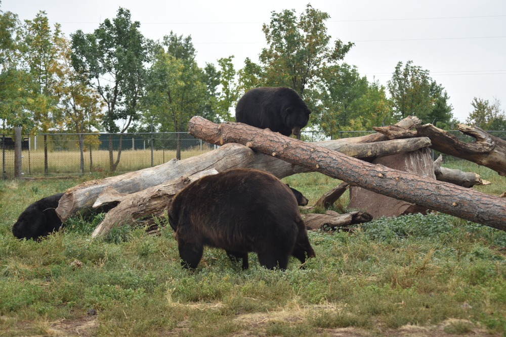 Bear Country U.S.A.
