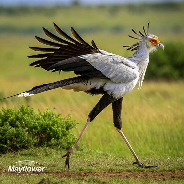 secretary bird