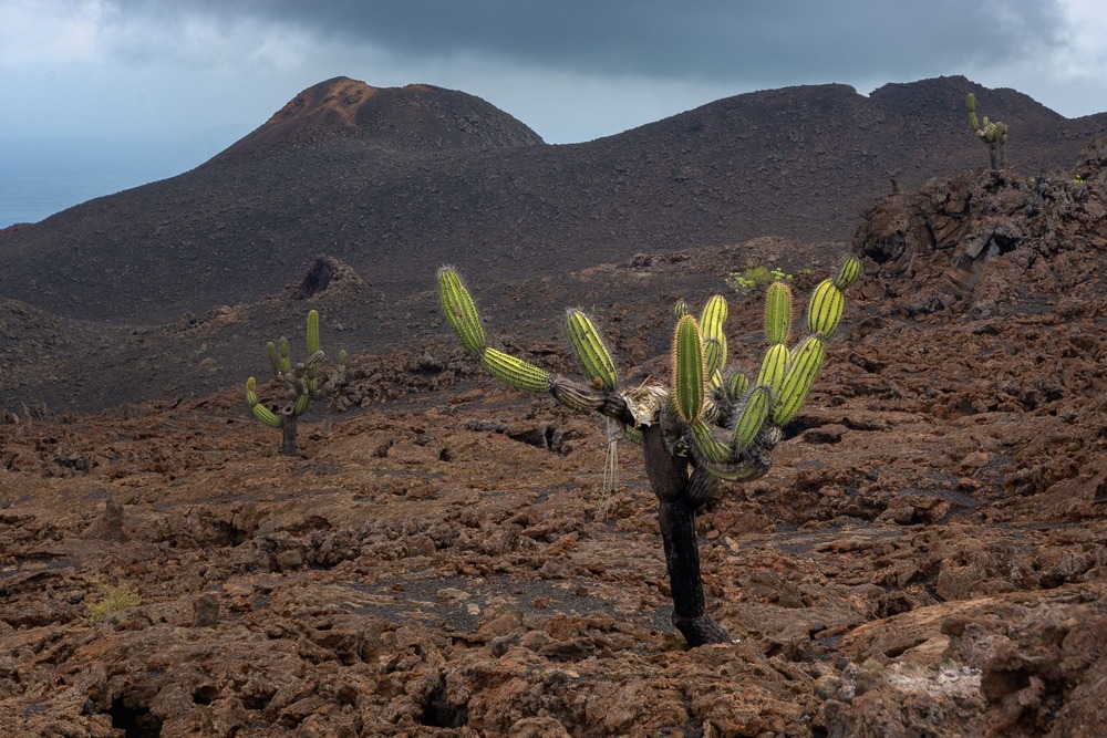 Isabela Island Galápagos