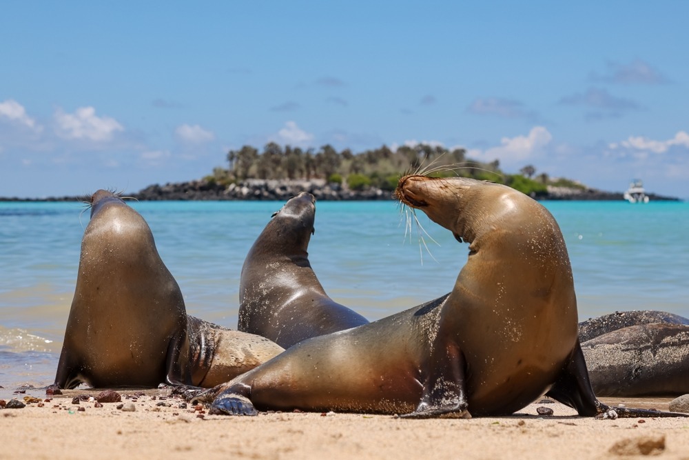 Santa Fe Island galapagos