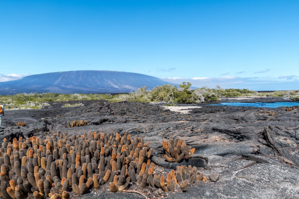 fernandina island galapagos