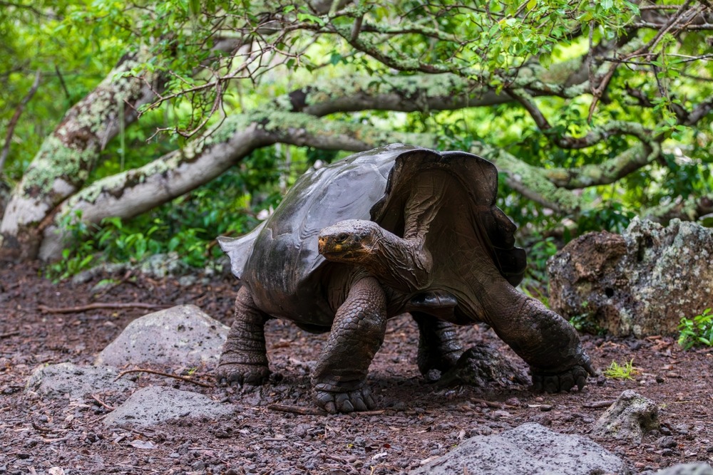 santa cruz island galapagos